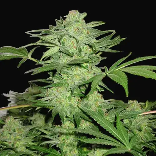 Northern Light Special Regular