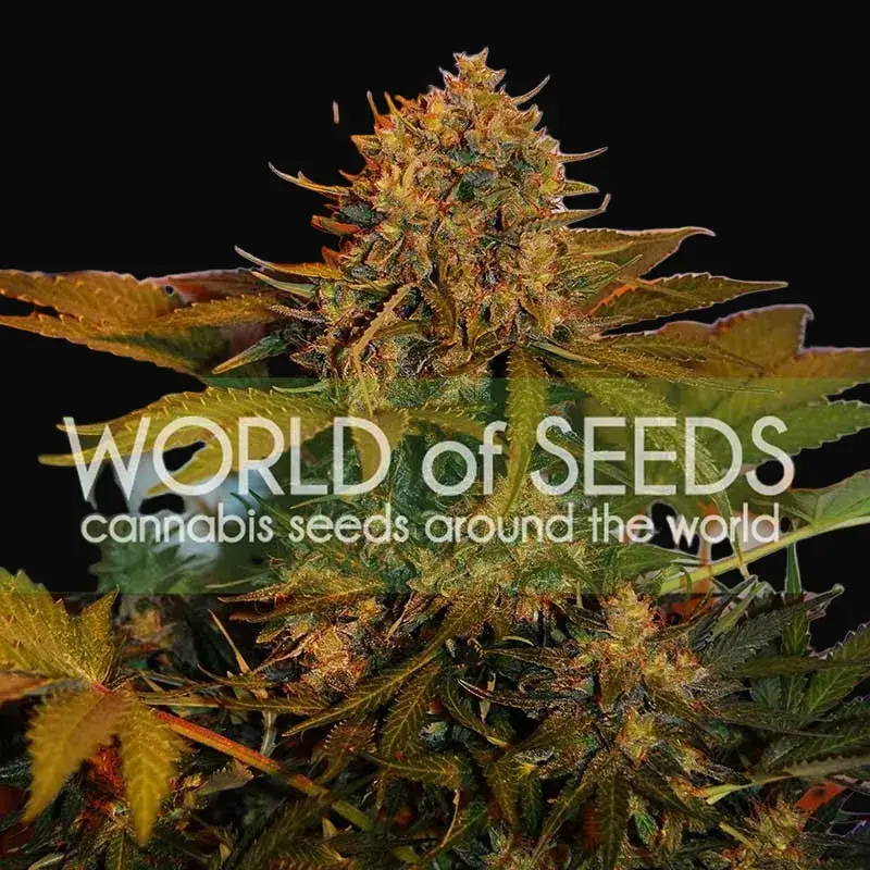 Northern Light x Big Bud Ryder