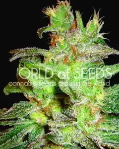 Northern Light x Big Bud