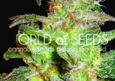 Northern Light x Big Bud