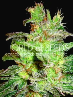 Northern Light x Big Bud
