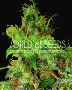 Northern Light x Skunk
