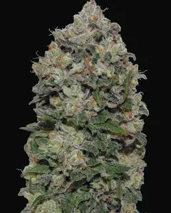 Northern Lights