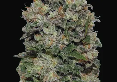 Northern Lights