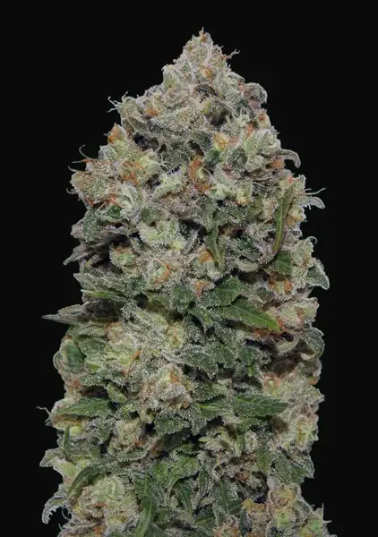 Northern Lights