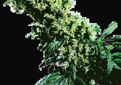 Northern Lights #5 X Haze Feminized