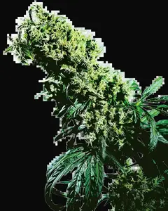 Northern Lights #5 X Haze