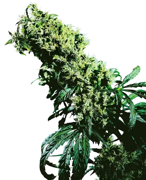 Northern Lights #5 X Haze