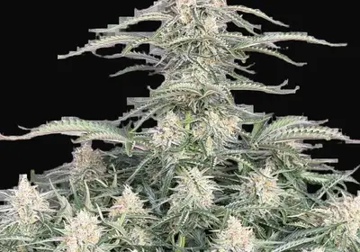 Northern Lights Auto