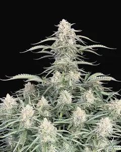 Northern Lights Auto
