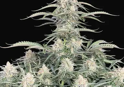 Northern Lights Auto