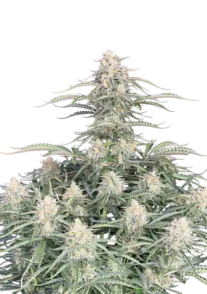 Northern Lights Auto