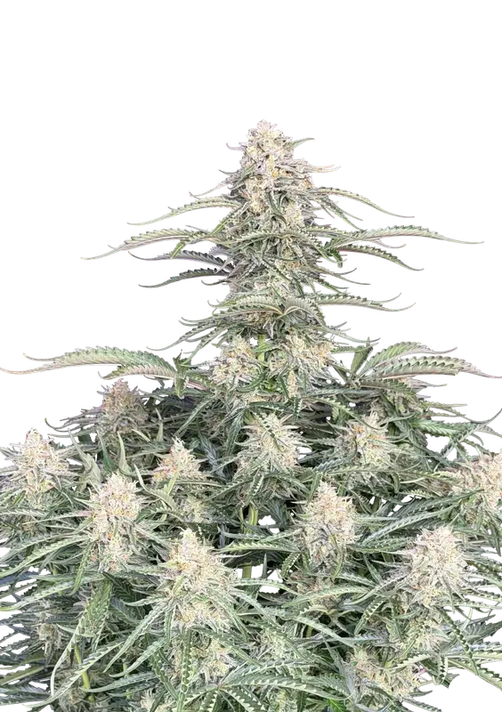 Northern Lights Auto