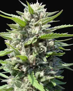Northern Lights Auto