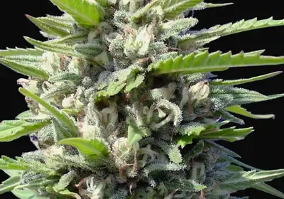 Northern Lights Auto