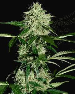Northern Lights Auto