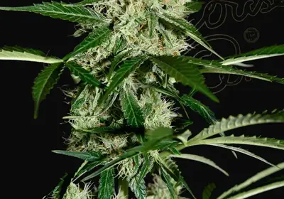 Northern Lights Auto