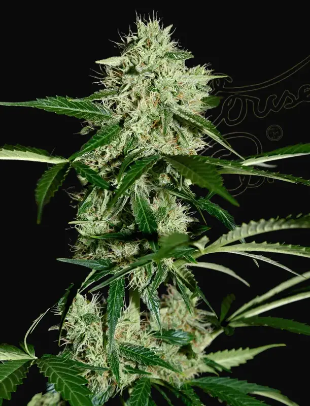 Northern Lights Auto