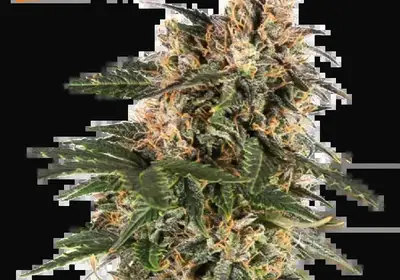 Northern Lights Auto