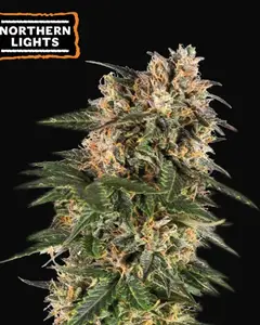 Northern Lights Auto