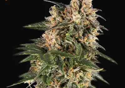 Northern Lights Auto