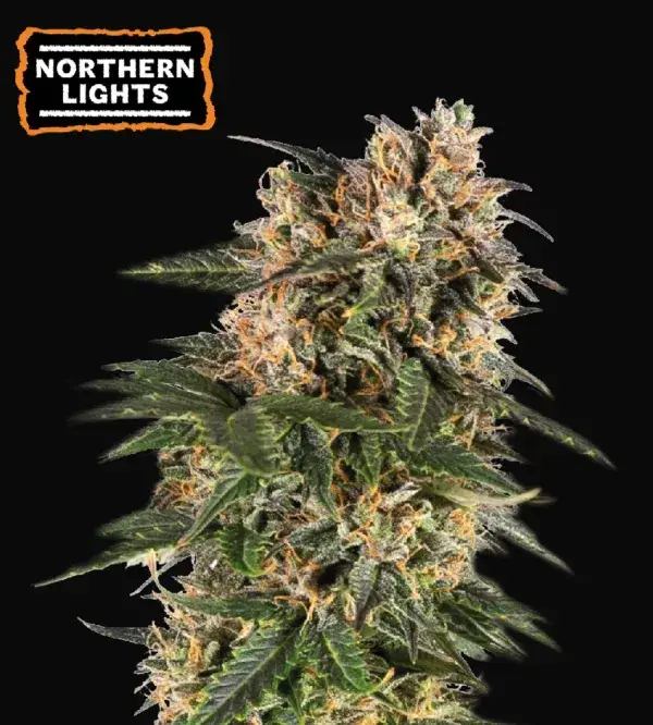 Northern Lights Auto