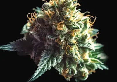 Northern Lights Auto