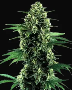 Northern Lights Autoflower