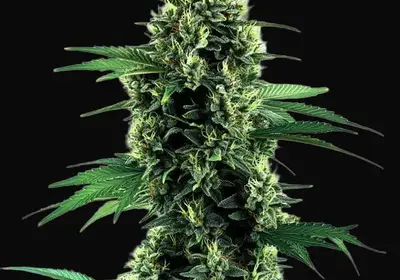 Northern Lights Autoflower