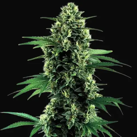 Northern Lights Autoflower