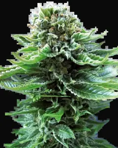 Northern Lights Automatic