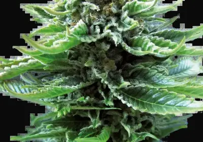 Northern Lights Automatic
