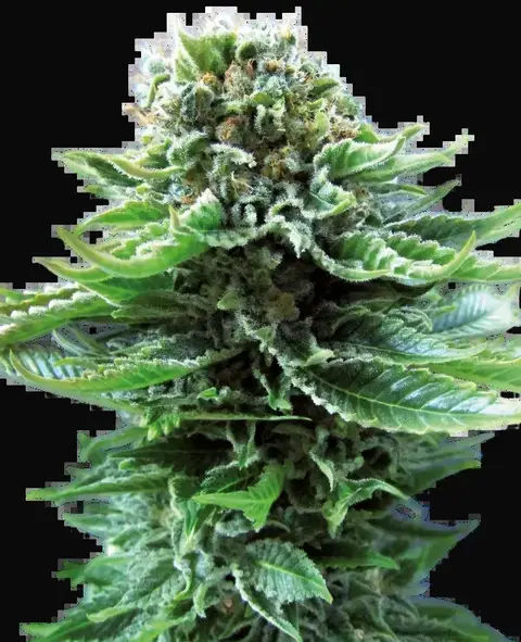 Northern Lights Automatic
