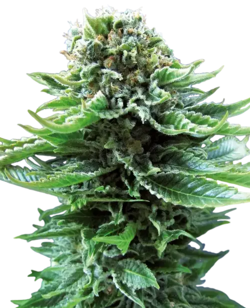 Northern Lights Automatic