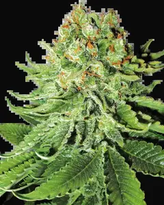 Northern Lights Automatic