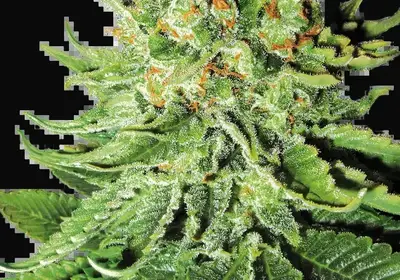 Northern Lights Automatic