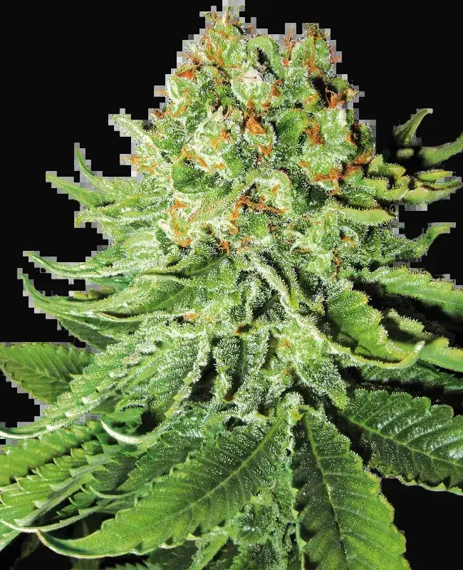 Northern Lights Automatic