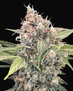 Northern Lights CBD