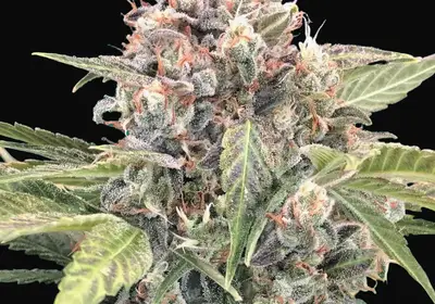 Northern Lights CBD