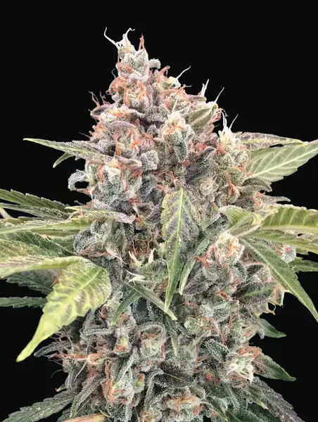 Northern Lights CBD