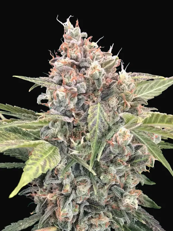 Northern Lights CBD