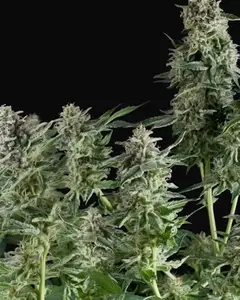 Northern Lights CBD