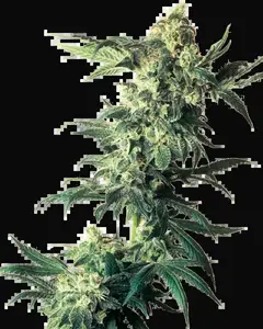 Northern Lights Feminized