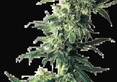 Northern Lights Feminized