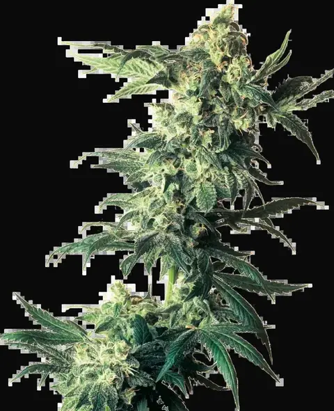 Northern Lights Feminized