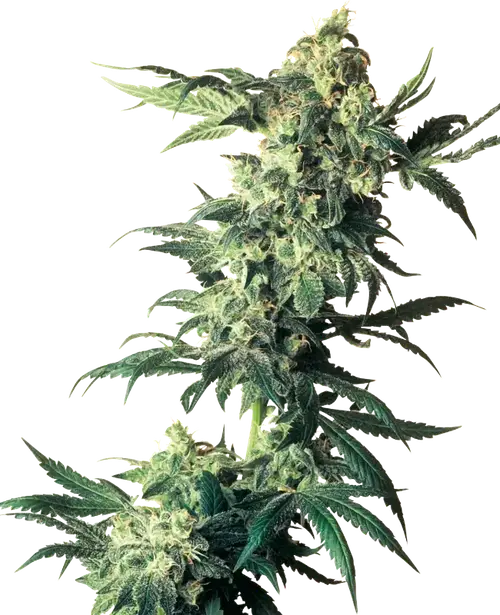Northern Lights Feminized