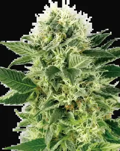 Northern Lights Feminized