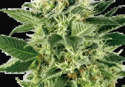 Northern Lights Feminized
