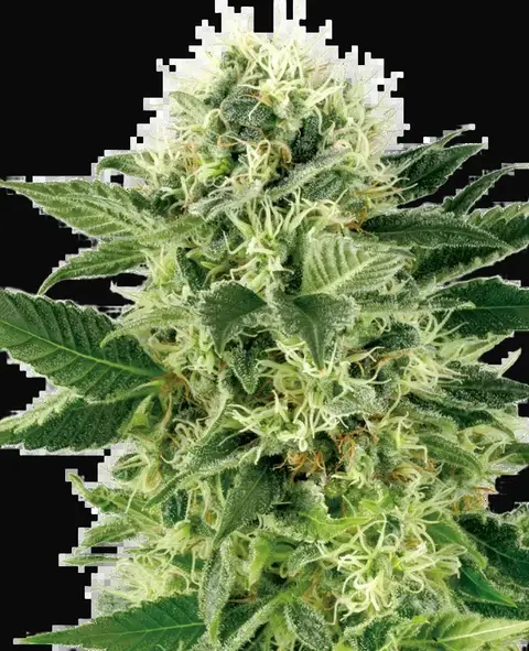 Northern Lights Feminized
