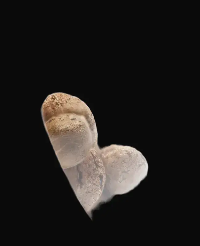 Northern Lights Feminized — zdjęcie 2